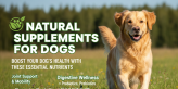 Natural Supplements for Dogs