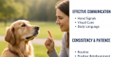How to Train a Deaf Dog
