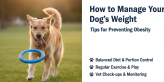 Dog Weight Management