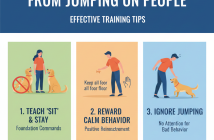 Stop Dog Jumping on People