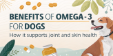 Omega-3 for Dogs