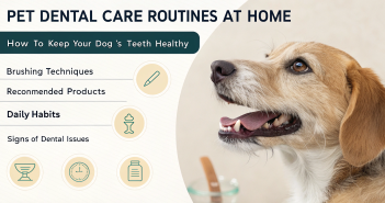 Dog Dental Care
