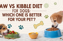 Raw vs Kibble Dog Food