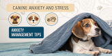 Dog Anxiety Signs